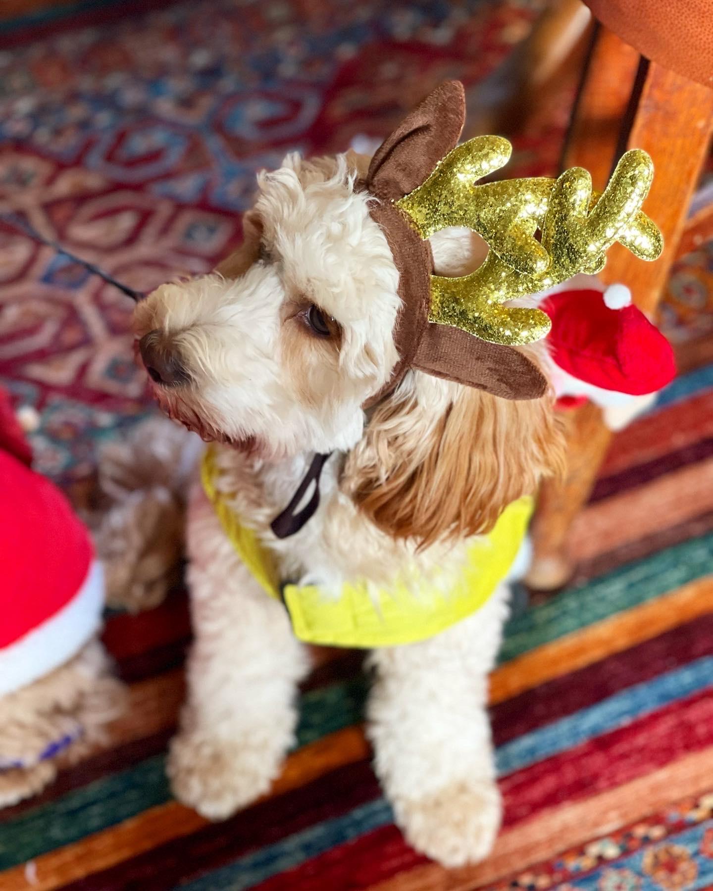 Festive Walk 2026